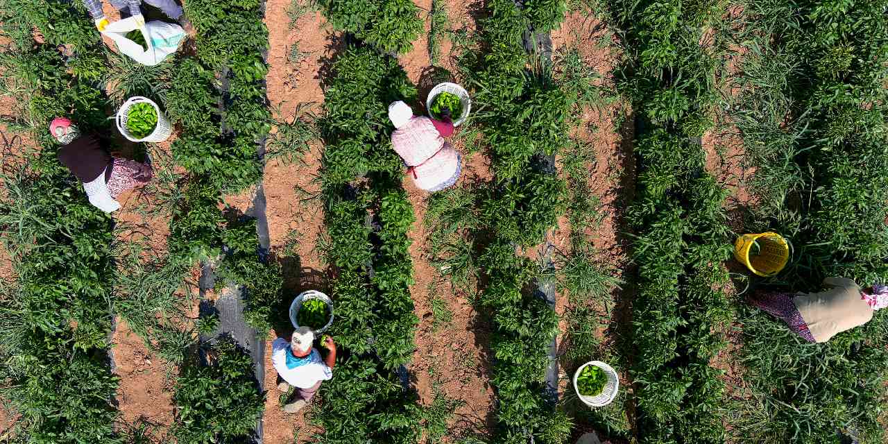 “Burada yetişmez” dediler! Kimseyi dinlemedi: Sezon sonunda 1000 ton hasat bekliyor