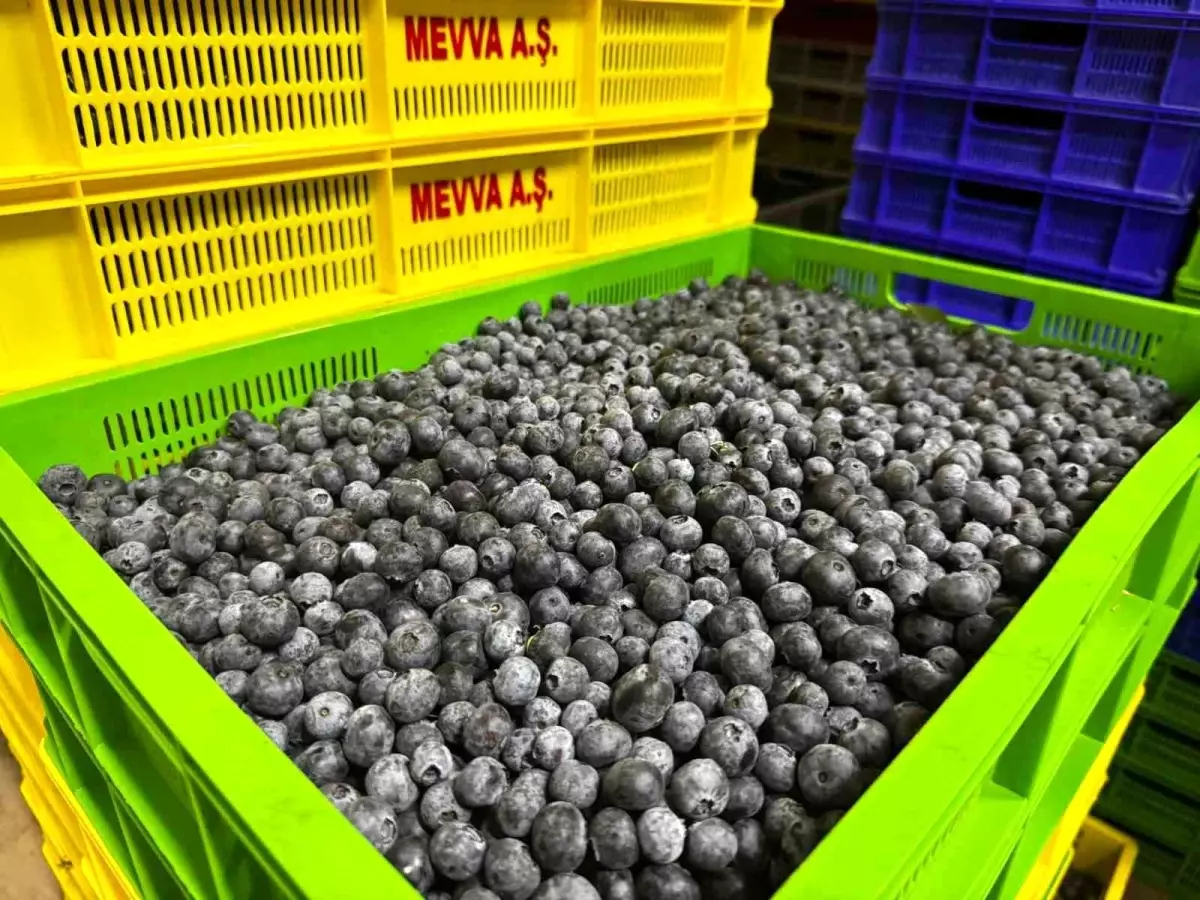 elmalida yaban mersini bahcesi kuruldu 6PUi8Ya9