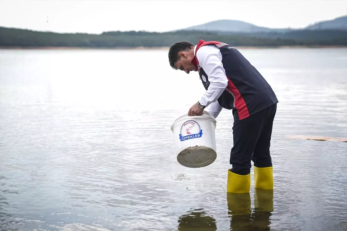 istanbulda 37 milyon sazan yavrusu goletlere salindi QnnggvNR