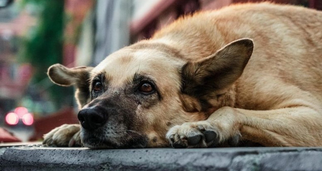 Korkunç iddia: Barınakta köpek boğularak öldürüldü