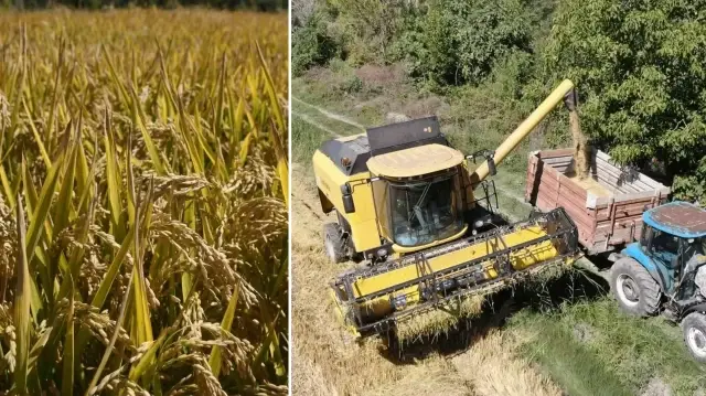 Hasadı başladı, yurdun dört bir yanına gönderiliyor: Kilogramı 220 TL’den satılıyor