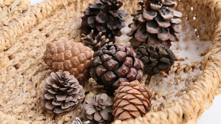 evde dogal hava filtresi salonun kosesine koyun kotu kokuyu aritip yok ediyor 7Ki9Z9Sl.jpg