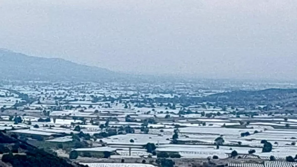 sarigolde uzum ureticileri ihracat icin hasada cagri iyi Y2EhHLWM.jpg