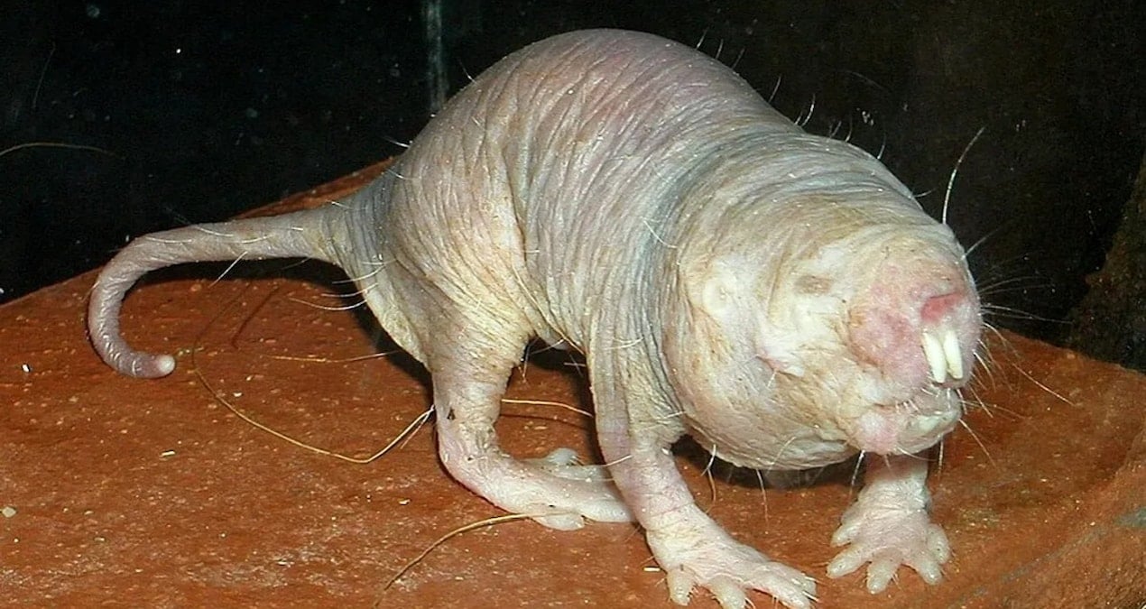 Uzun yaşamanın sırrı ‘fare’de ortaya çıktı