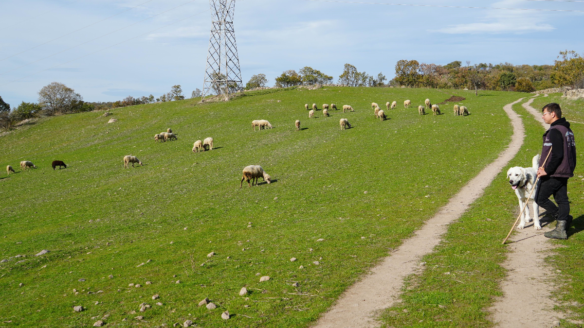 Balıkesir’de 22 yaşındaki genç üniversiteyi okuduktan sonra eve dönüp sürü sahibi oldu