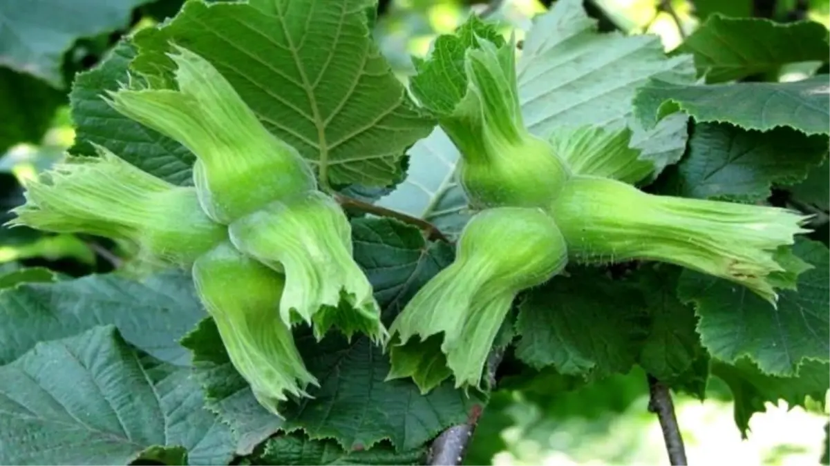 duzceden findik ihracati m3pRx3XI.jpg