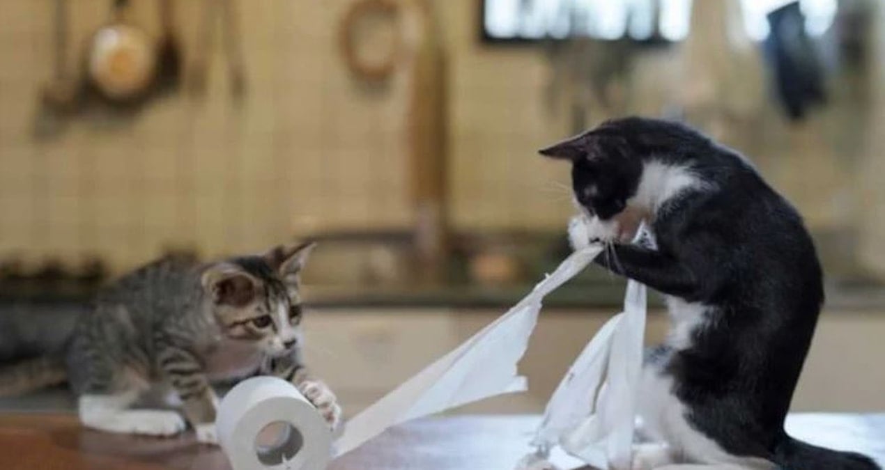 Evlere evcil hayvan sınırlaması getirildi! Evin metrekaresi sayıyı belirleyecek