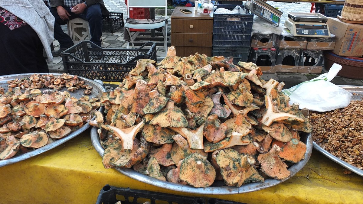 Balıkesir’de yağmur sonrası mantar sayısında artış yaşandı