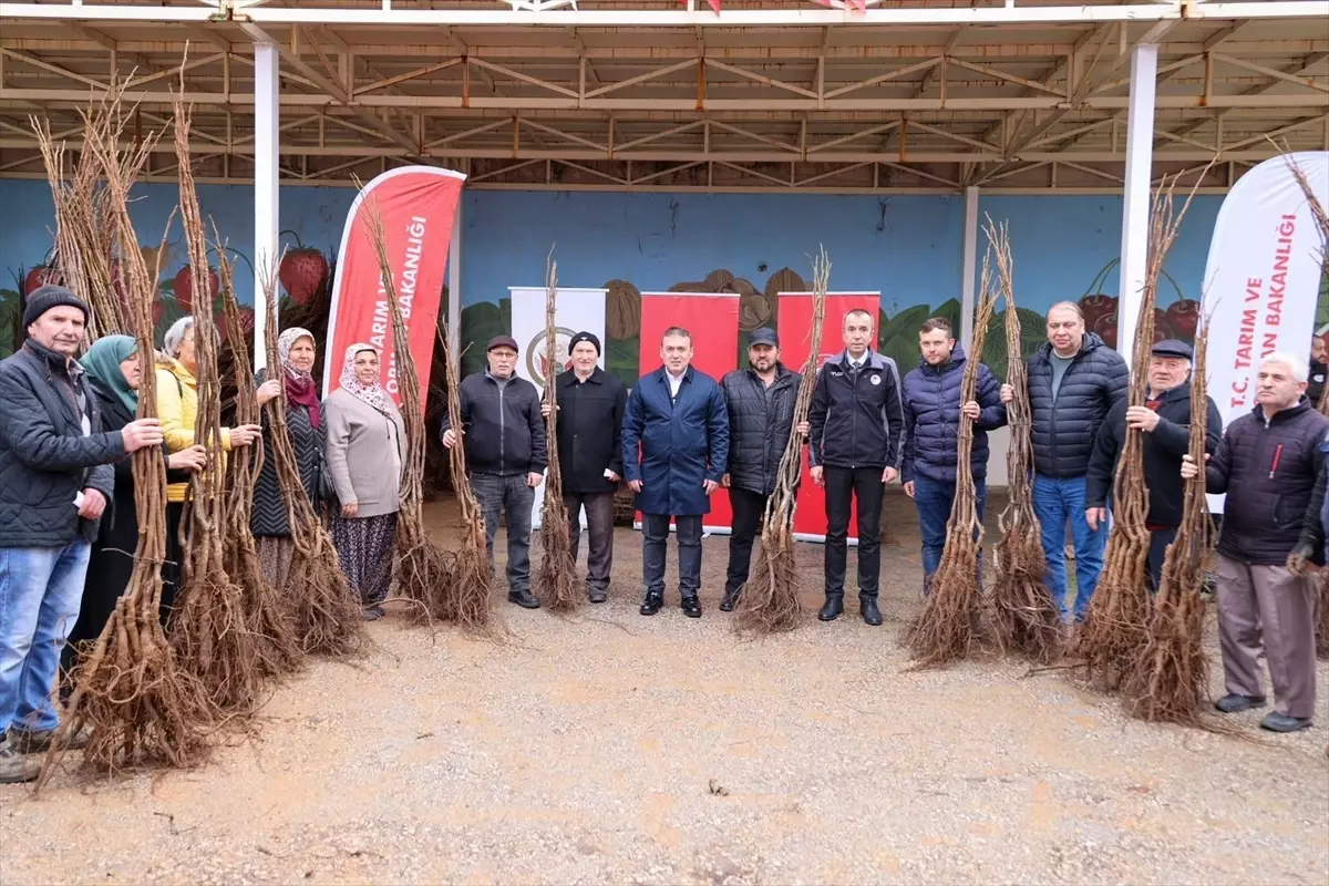 Bilecik’te Fidan Dağıtımı Gerçekleşti