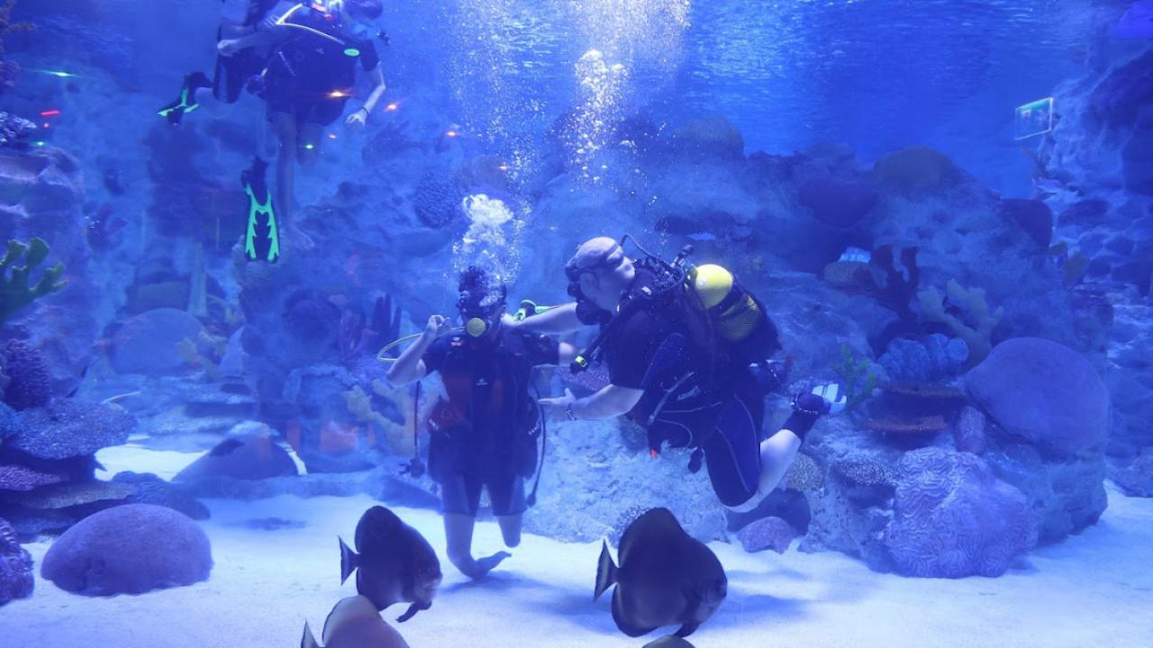 Engelliler, su altı dalışı yaparak yeteneklerini sergiledi