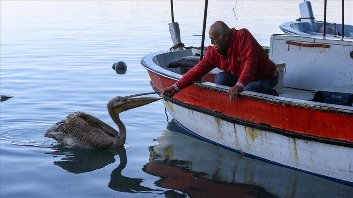 Hatay’ın maskotu pelikan ‘Suzi’