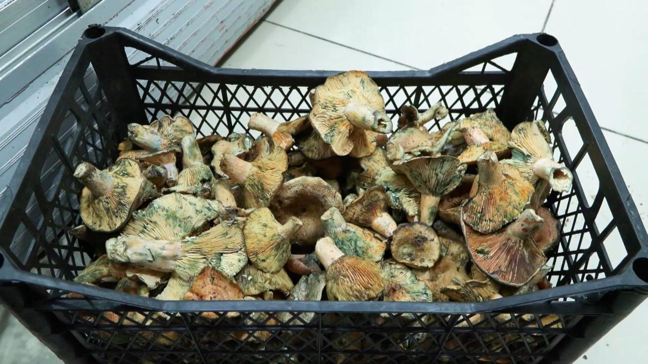 İstanbul’da bir ayda 60 kişiyi zehirledi! Uzmanlar uyardı: Açıkta satılanlara dikkat edin