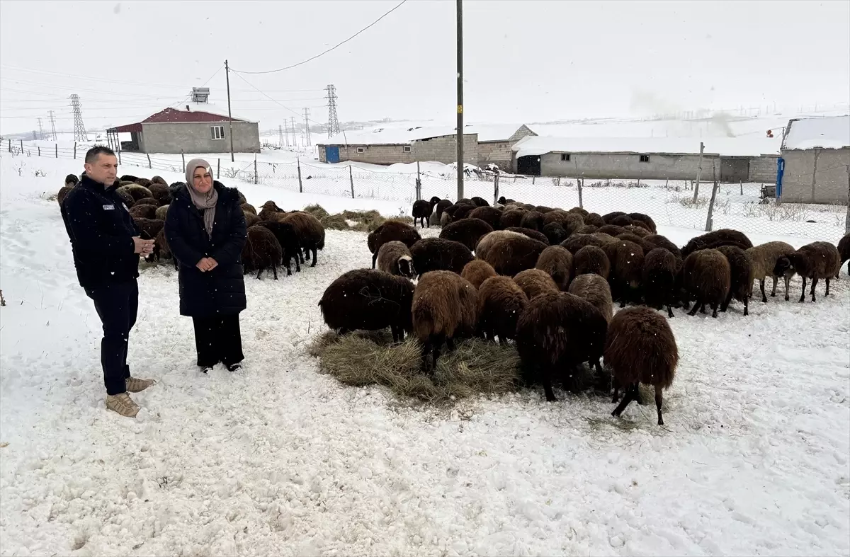 Ardahan’da Küçükbaş Hayvancılık Canlandı