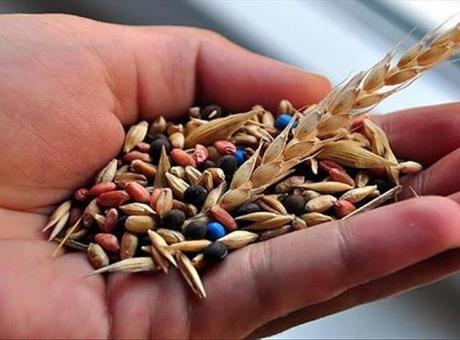 Muğla'da üretilen yerel tohumlar 81 ildeki üreticilere ulaştırıldı