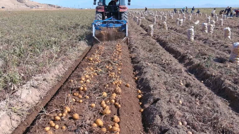 depoda-4-lira-tarlada-25-lira-donum-basi-3-ton-verim-ZBaNXmb5